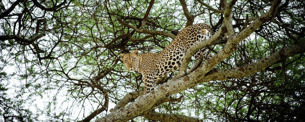 Por que os leopardos sobem em árvores: Estratégias de Sobrevivência e Caça